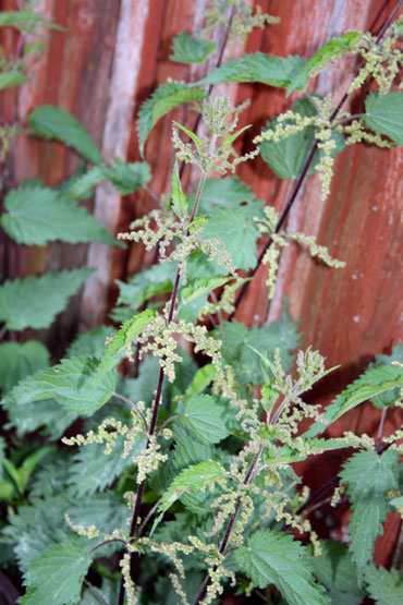 Wild nettles.