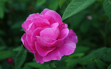 Apothecary's rose (rosa gallica officinalis)