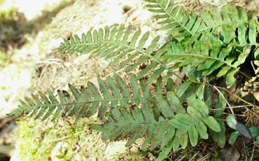 Kallioimarre (Polypodium vulgare)