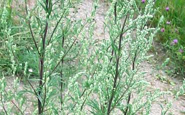 Pujo (Artemisia vulgaris)
