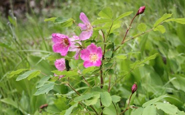 Ruusu (Rosa sp.)
