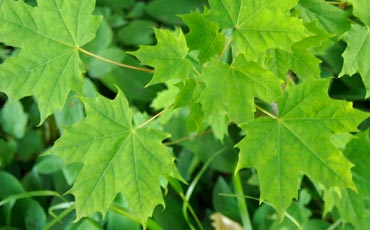 Vaahtera (Acer platanoides)